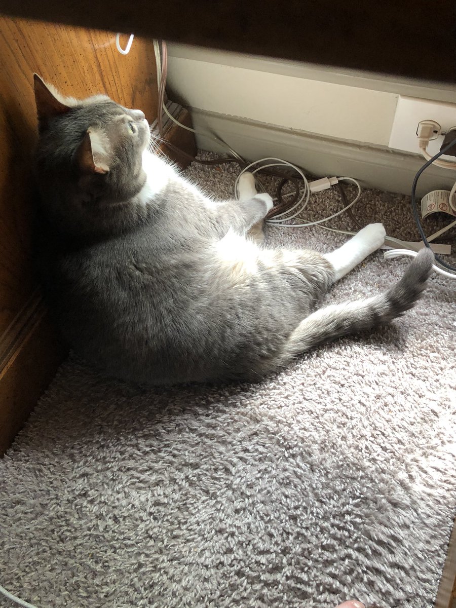 CatQueenEliza's tweet photo. Sitting like a people under the desk, enjoying a little bit of sun ☀️ https://t.co/bXNXmLoo46