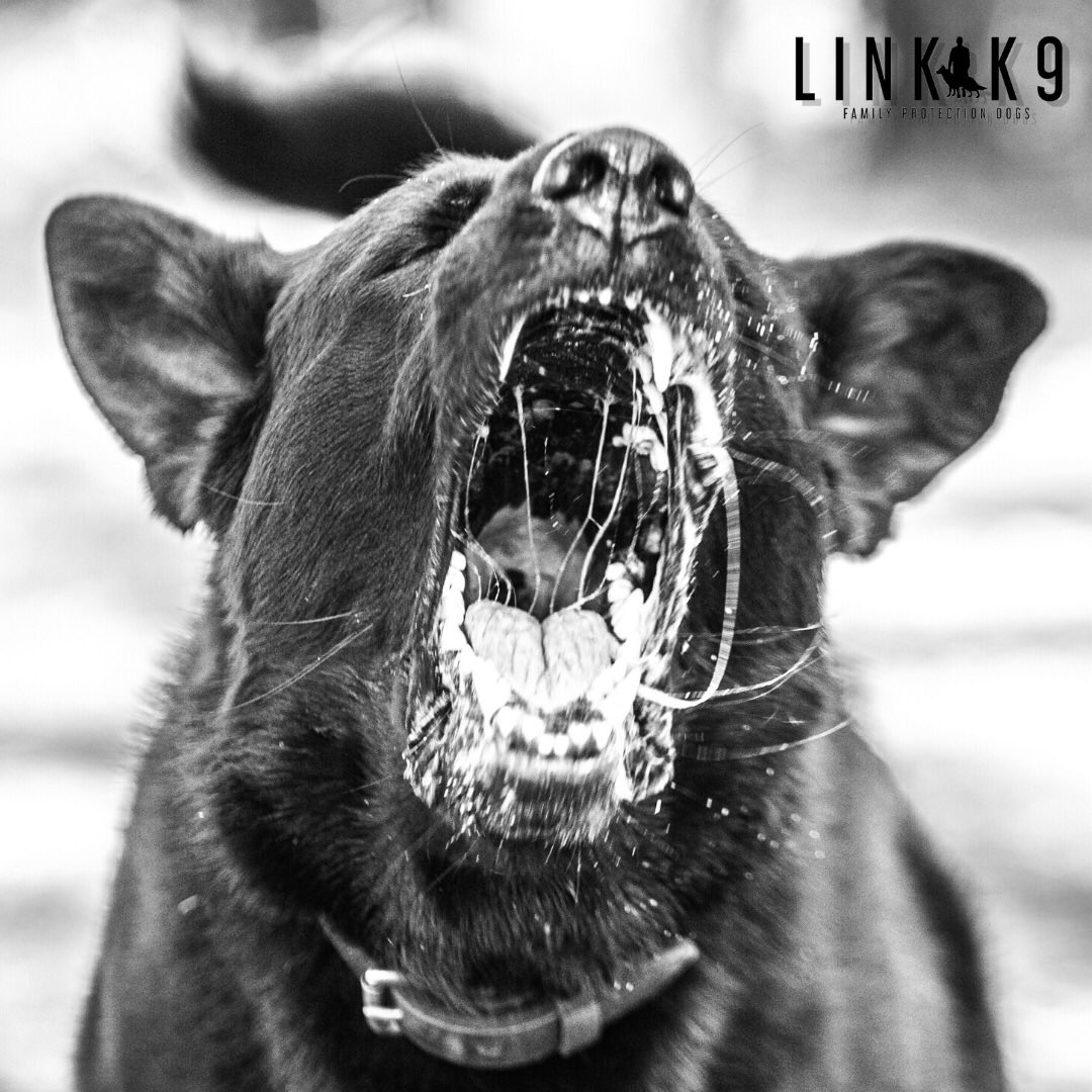link_k9's tweet photo. 🐕 Back Off 📸 ✋
⁣#protectiondog #lovemydog #doginstagram #dogsoftheday #ilovemydog #igdogs #dogsofig #instapet #doglover #ilovedogs #dogs #instadog #germanshepherd #gsd #germanshepherds #gsdofinstagram #gsdlovers #gsdstagram #loyalty #photography #liverpool #linkk9⁣⁣⁣⁣⁣ https://t.co/JK4UEPMsix