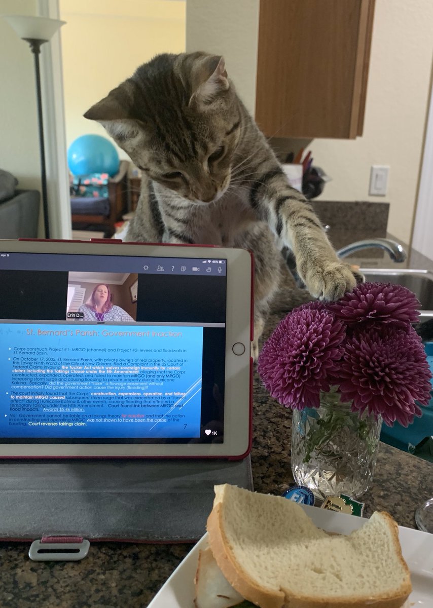 floodqueen101's tweet photo. Really enjoy listening to Erin Deady while I’m having lunch but my co-worker Scout is more interested in my flowers and my lunch  🙄 #FFMA2020 @FLfloods @FloodGeek101 @CeceMcKiernan https://t.co/5U6NfEuPGu