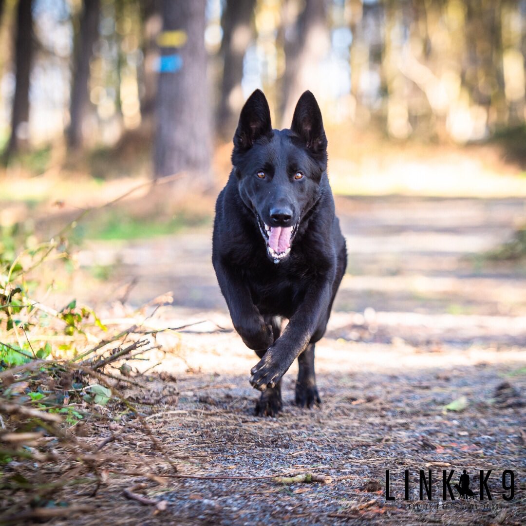 link_k9's tweet photo. 🐕 Happy and having fun in the🌲 🐺
⁣#protectiondog #lovemydog #doginstagram #dogsoftheday #ilovemydog #igdogs #dogsofig #instapet #doglover #ilovedogs #dogs #germanshepherd #gsd #germanshepherds #gsdlovers #gsdstagram #loyalty #photography #liverpool #linkk9⁣⁣⁣⁣⁣ https://t.co/aiyKosOL1D