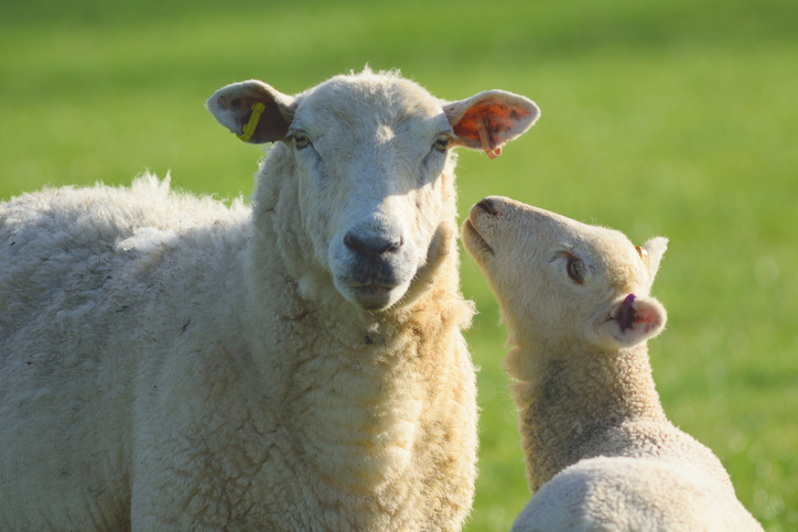 APHA (@aphagovuk) on Twitter photo #SheepFarmers & #SheepVets, this #EasterWeekend take a look at our latest focus article in <a href="/Vet_Record/">Vet Record</a> about tickborne diseases of #Sheep veterinaryrecord.bmj.com/content/186/13โฆ #Lambs #Lambing #SheepFarmers & #SheepVets, this #EasterWeekend take a look at our latest focus article in <a href="/Vet_Record/">Vet Record</a> about tickborne diseases of #Sheep veterinaryrecord.bmj.com/content/186/13โฆ #Lambs #Lambing