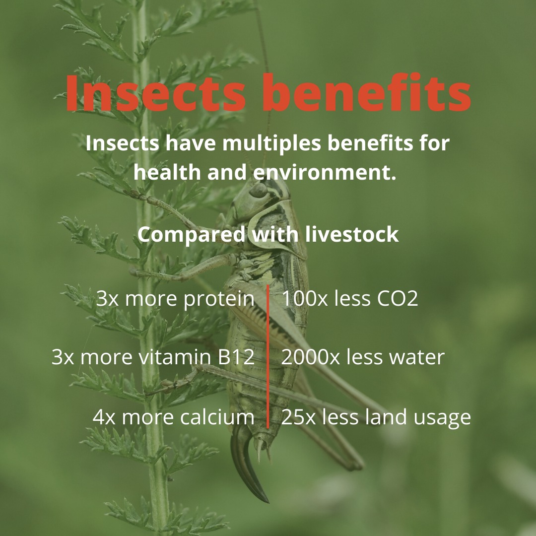 CRInsect's tweet image. Did you know that crickets have more protein than beef? These are some insect benefits for health and the environment. 
#CRIC #SaveTheWorldEatBugs #insects