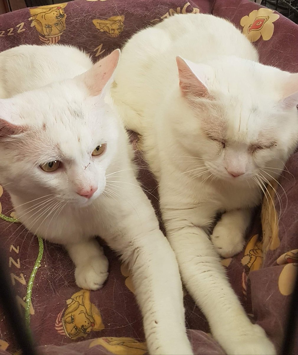 SOSmoggies's tweet photo. @TamilToes Those two #cleanclouds really lucked out & landed such a beautiful home with loads of well cared for siblings! The complete opposite of the original owner who left Milky in agony & unable to open his eyes coz his eyelids were scraping his eyeballs. π https://t.co/In1gDdEgns