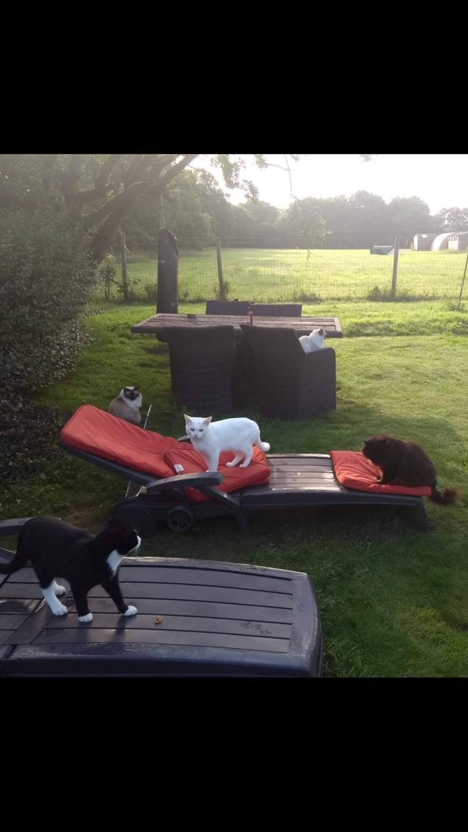 SOSmoggies's tweet photo. @TamilToes Those two #cleanclouds really lucked out & landed such a beautiful home with loads of well cared for siblings! The complete opposite of the original owner who left Milky in agony & unable to open his eyes coz his eyelids were scraping his eyeballs. π https://t.co/In1gDdEgns