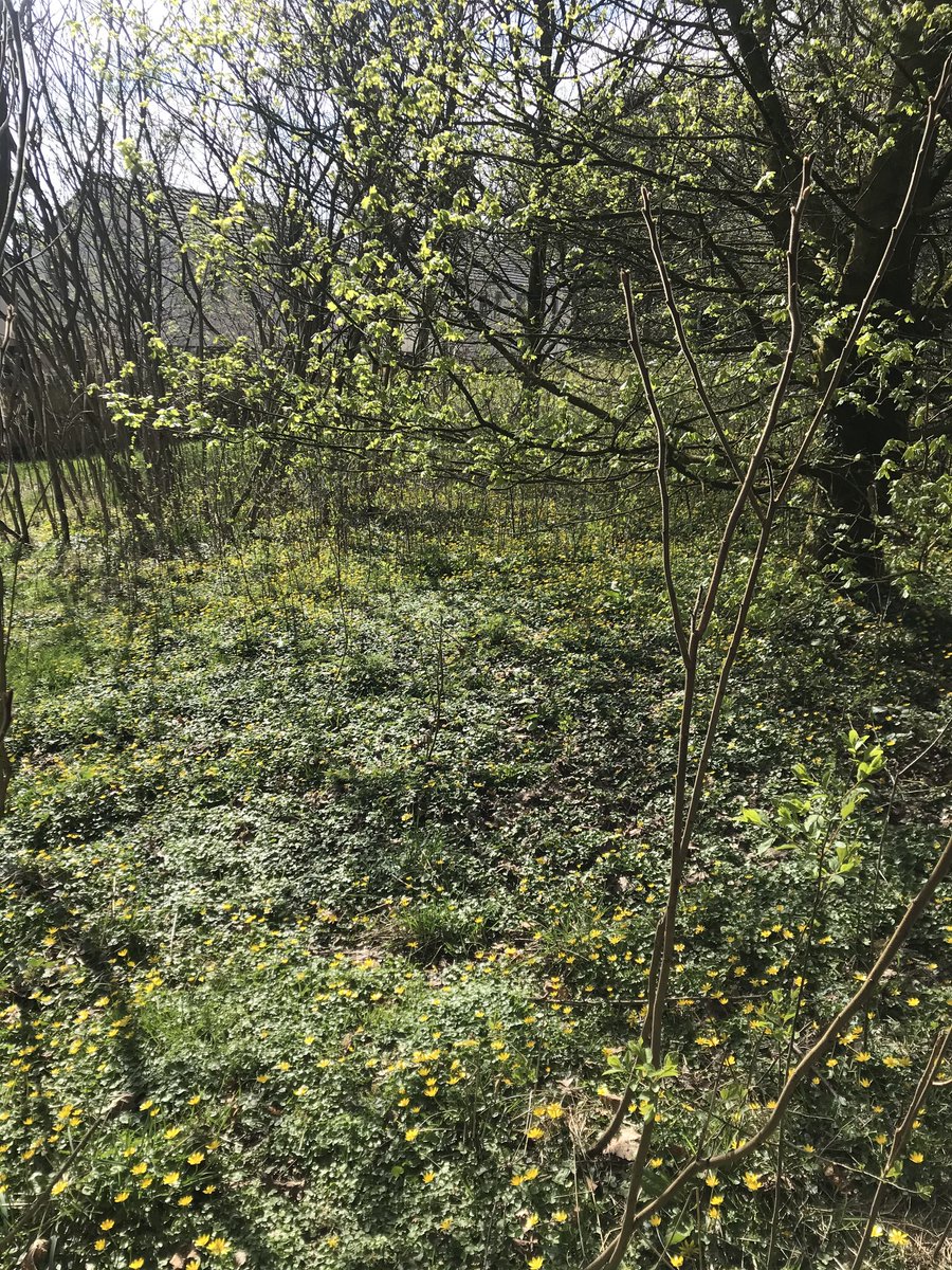 drannaspanna15's tweet photo. An abundance of lesser celandine on our walk today #wildflowers #mewith https://t.co/7bV41x1FhA