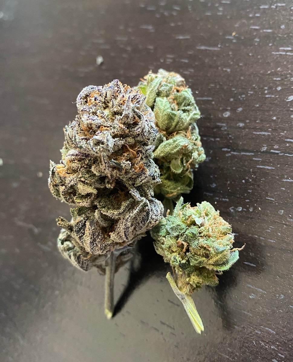 critical_39's tweet photo. These CBD genetics are crushing the game. Contact us to learn more https://t.co/YmVQ1ClUoc

#39hemp #hemp #hempproducts #hempfarms #usahemp #hempflower #hempextracts #cbdflower #cbgflower #hempmarketplace #hempapps #hempbrands #hempbuyers #hempindustry #hempfiberseeds #hempseeds https://t.co/mfxVoQBaNK