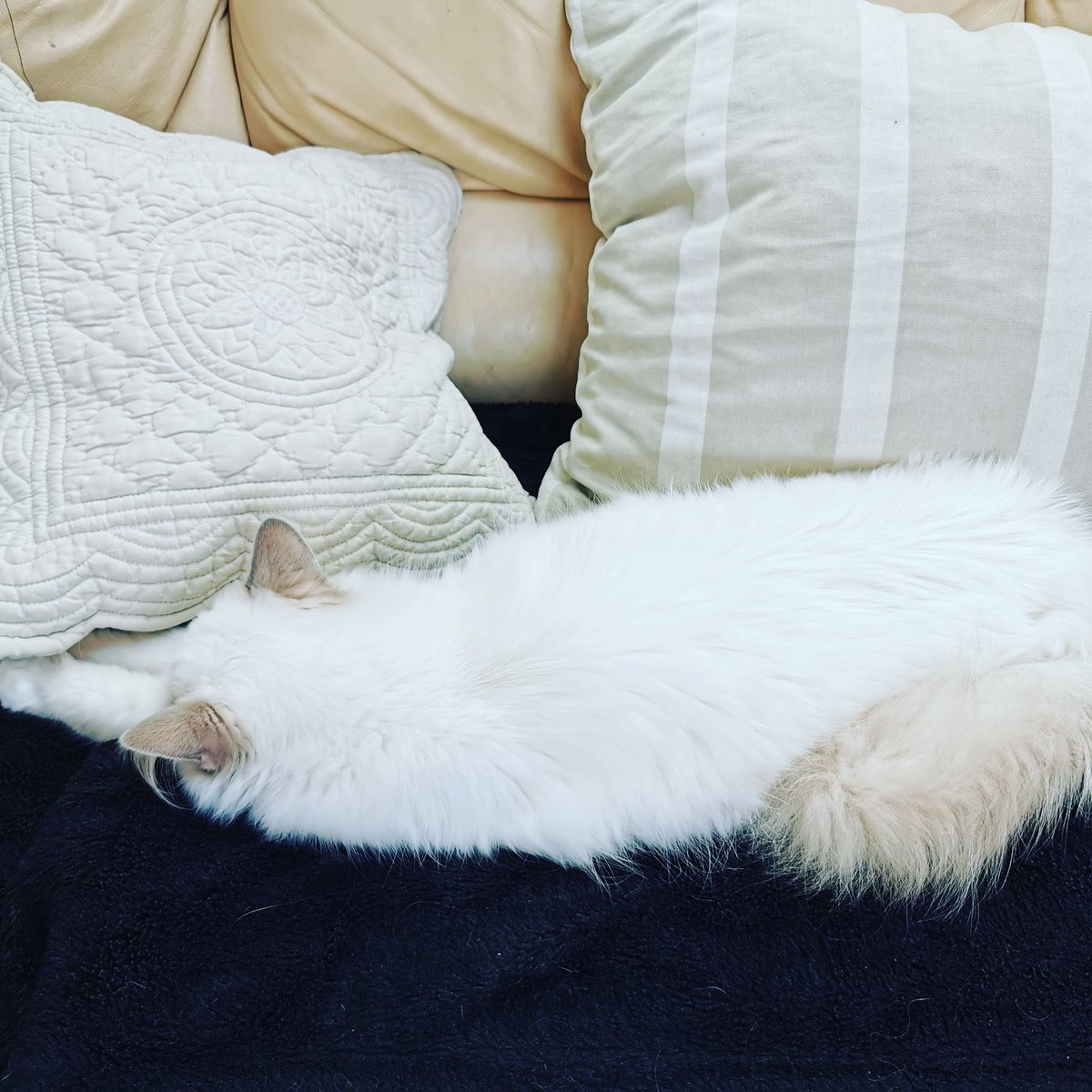 anim_happy's tweet photo. Quand Pepper essaie de se faire passer pour un coussin pour que personne ne la remarque 😅 #animhappy #mediationanimale #servicesanimaliers #chat #sacredebirmanie #birmancat #chat #cat https://t.co/pbK2iGb3WJ