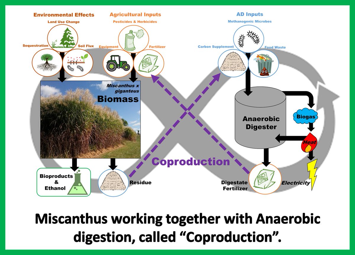 thetreebuddy's tweet photo. What if we could make clean energy from waste? What are the impacts of making energy from organic matter? My thesis asks how 2 different bioenergy technologies could be used together to increase energy and decrease carbon footprint.
#OUVirtualExpo #OUVirtualExpoLibraryAward https://t.co/Pnje6EzJqQ