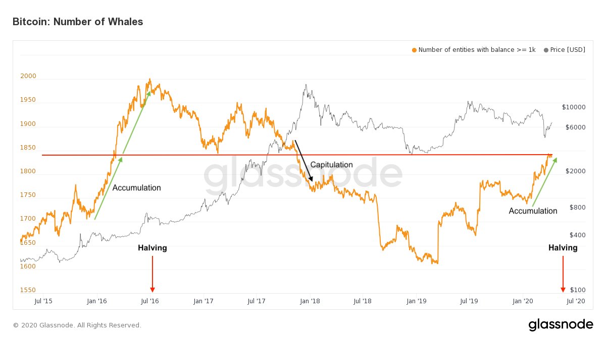 The number of $BTC whales continues to grow, hitting 2-year highs - the  last time we saw this many during an accumulation phase was in 2016. This  becomes interesting when we compare