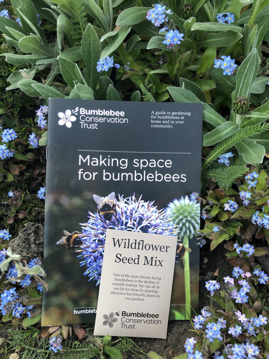 perkins58's tweet photo. An Easter give away for you. DM me your address and I will pop them in the post for you all FOC we want bumblebees to thrive 🐝🐝🐝🐝🐝🐝🐝 https://t.co/TOIrWH3ZyO
