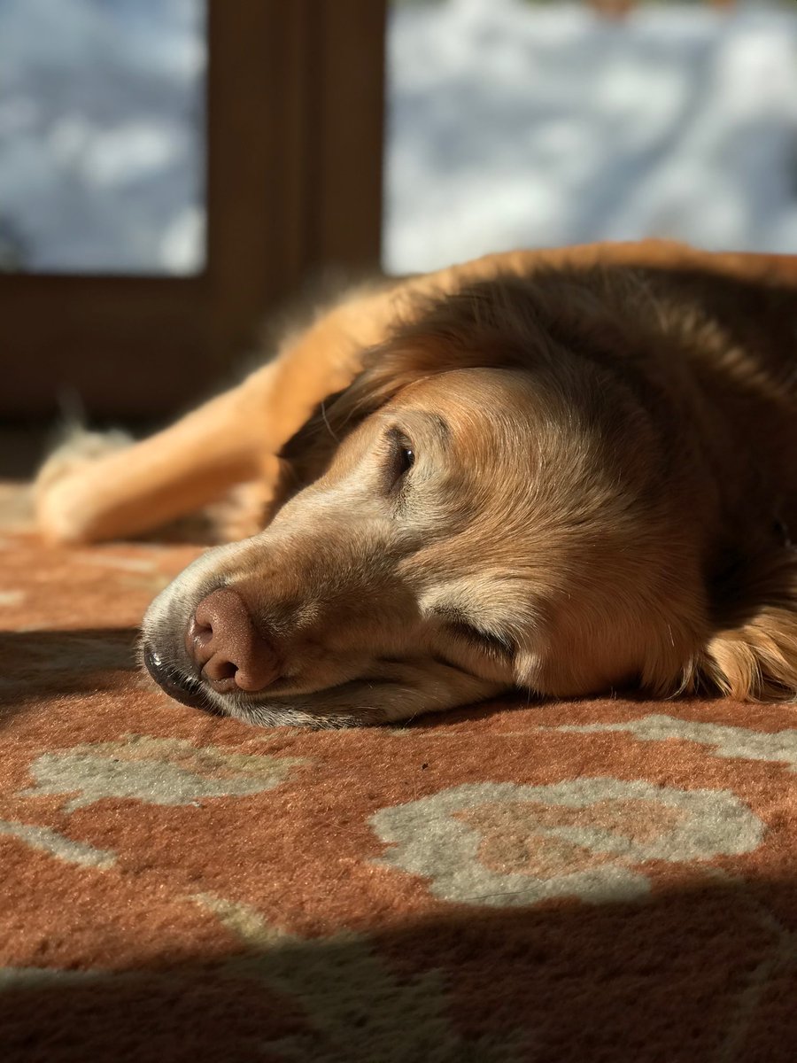 Arapahoe_Basin's tweet photo. Tikka and Rio are really digging the rug life.  #workingfromhome #avydogs #ruglife #ABasin https://t.co/YxFmO6ZcST
