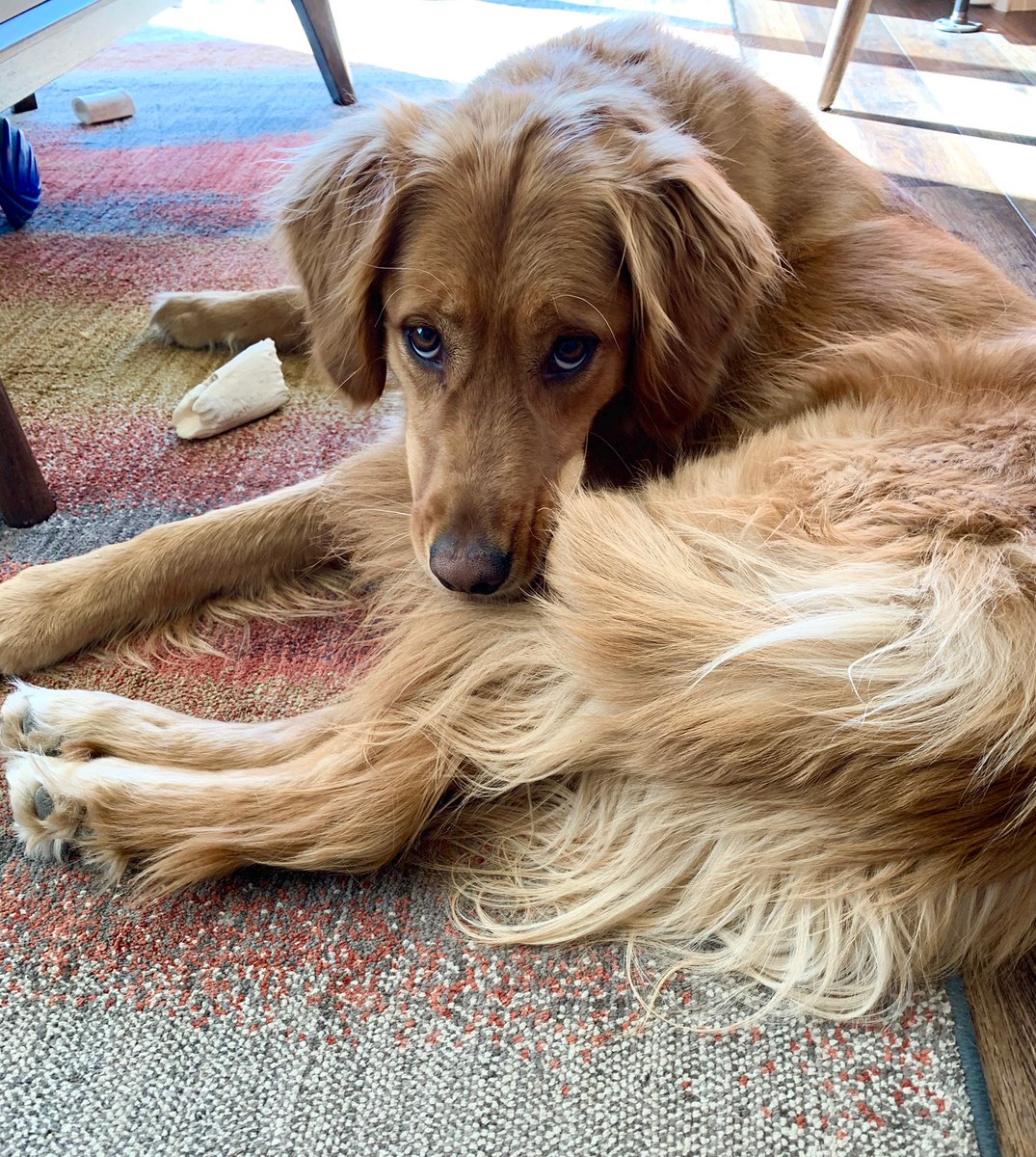 Arapahoe_Basin's tweet photo. Tikka and Rio are really digging the rug life.  #workingfromhome #avydogs #ruglife #ABasin https://t.co/YxFmO6ZcST