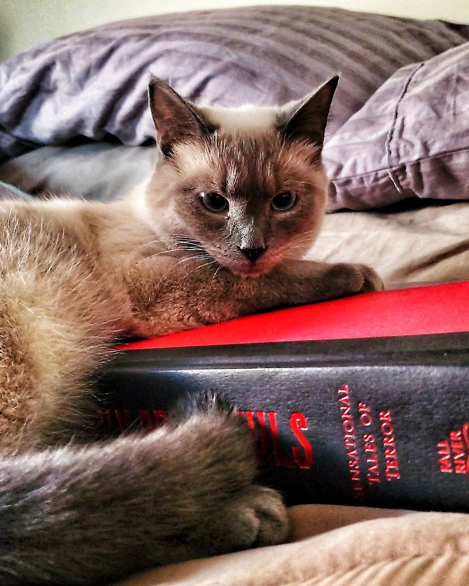 Keesha84's tweet photo. I cant 😍
#cats #catsofinstagram #cat #of #catstagram #instagram #catlovers #catlover #instacat #meow #pets #kittens #kitten #kitty #catoftheday #catlife #world #cute #love #dogs #animals #pet #gatos #adoptdontshop #gato #instacats #lovecats #cutecats #kittensofinstagram #bhfyp https://t.co/kiN9svJvc8