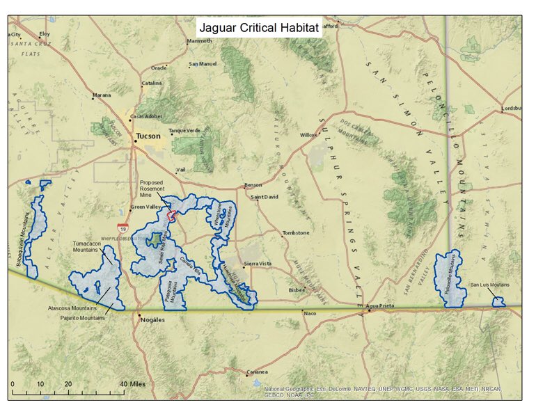 This is federally protected jaguar critical habitat connecting a line from the northernmost breeding population of jaguars south in Sonora into the Pelloncillo Mountains of Arizona where male jaguars cross into the U.S. to stake out new territory. /2