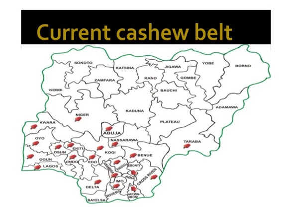This is the current cashew belt in Nig.We do not have industrial cashew nuts production in nig.only small scale. Exporting the cashew seed is great cheating as the processed cashew nuts brings 4 times foreign exchange than just the seed alone.