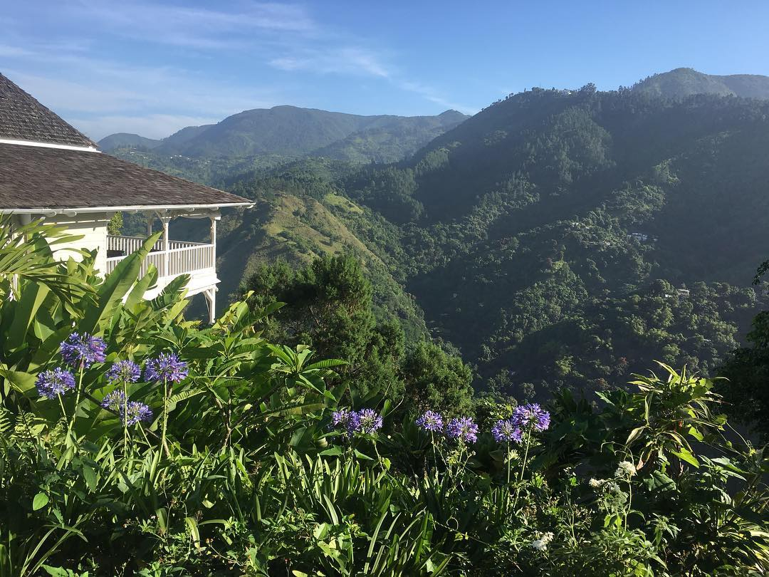 It’s the time of year again when the beautiful Agapanthus lilies are in full bloom!
#BlueMountains #NatureandWellness
#StrawberryHill #SoonComeJamaica #Heal #Unwind #IslandOutpost