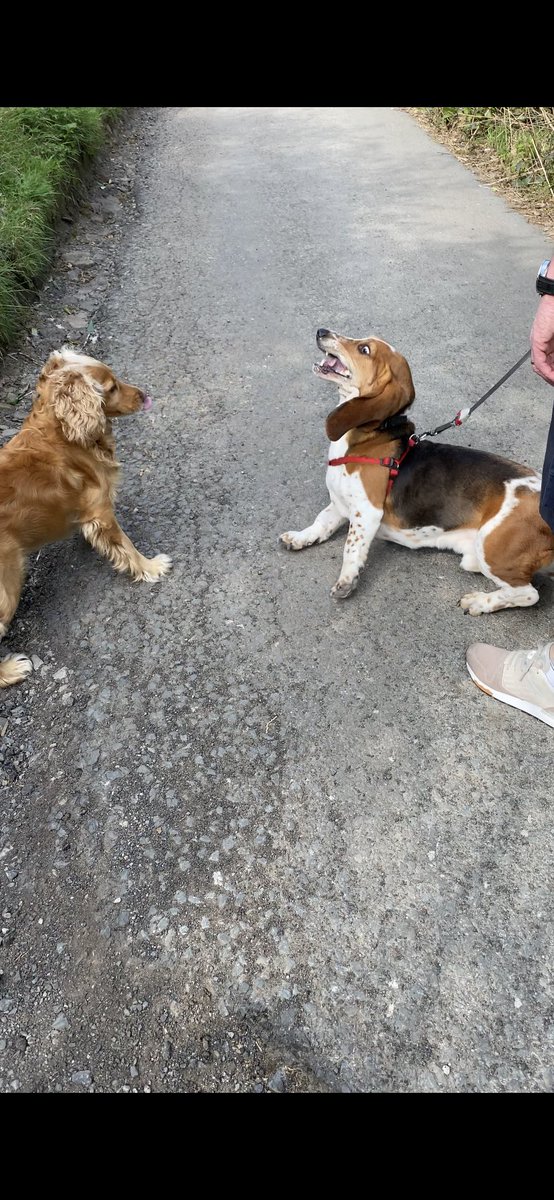 leahbennettxx's tweet image. When the other dog doesn’t understand social distancing