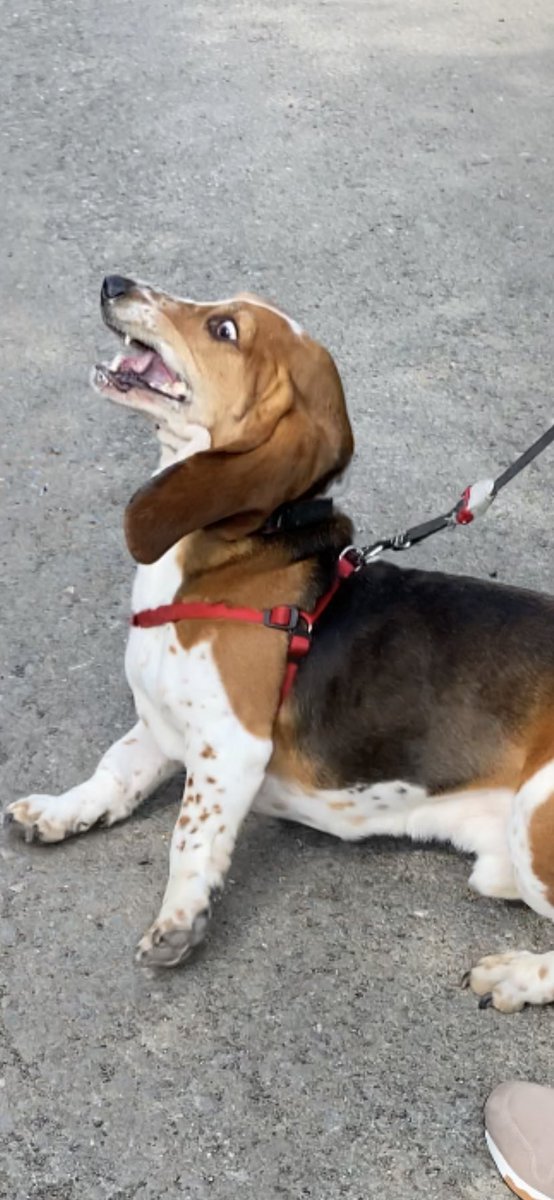 leahbennettxx's tweet image. When the other dog doesn’t understand social distancing