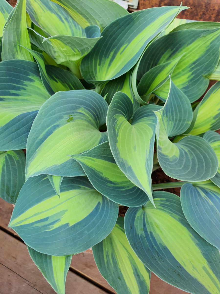 NewForestHostas's tweet photo. 'Dinner Jacket' probably our most popular Hosta last year, great pest resistance.
#hostas #NewForestHostas #Gardening #newforest #garden #spring #lymington #horticulture #ukgrown #ukplants #hostasonline https://t.co/Gx7GbT7Xyu