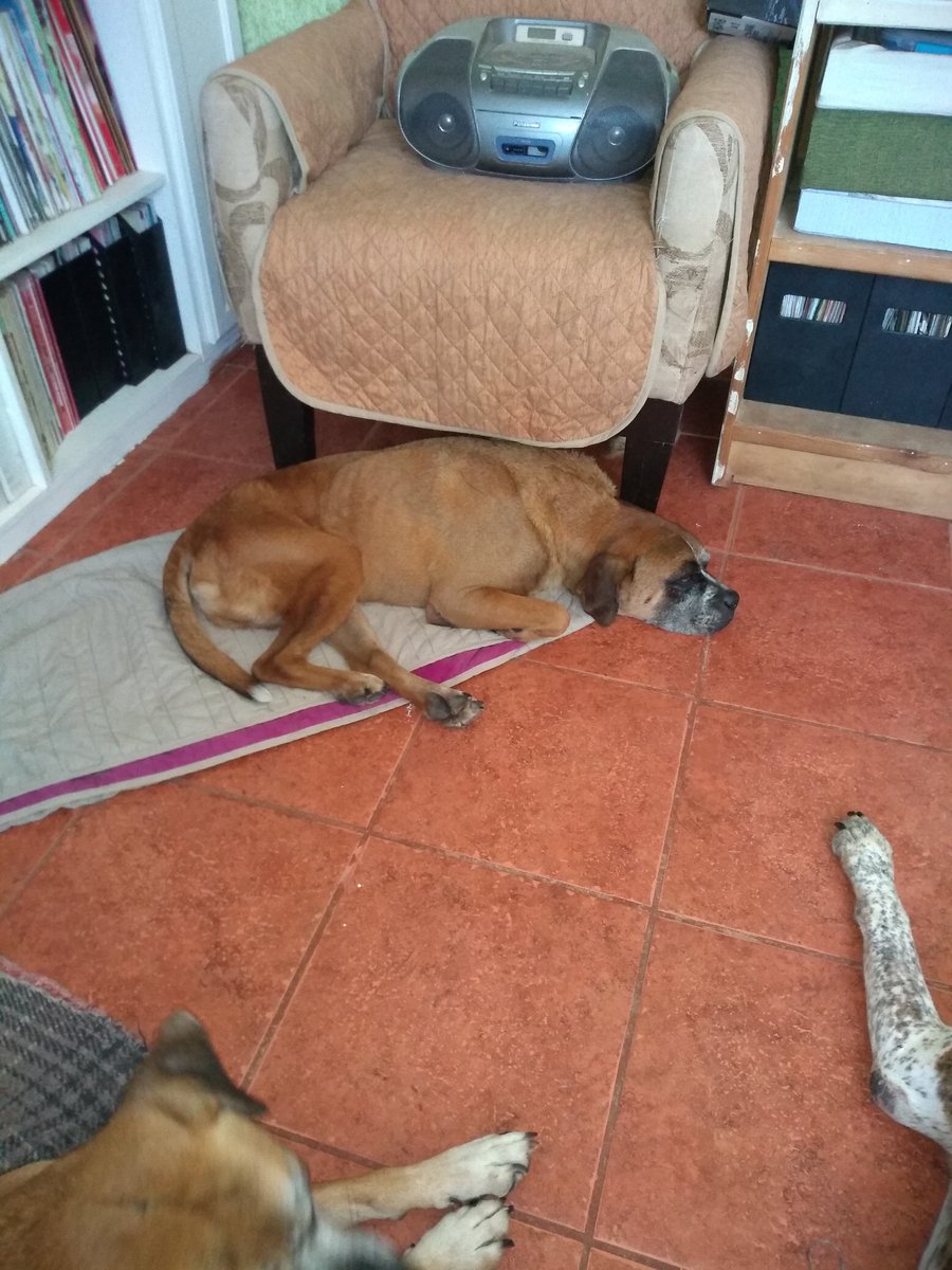 olores_y's tweet photo. @Paodere @clannak @Coapa_ @MascotaCoyoacan @lindo_kiwi @por_perros ¿También regresó al corazón de Dios?, mi #Mapachito hace dos semanas. https://t.co/QtKJonKZl8