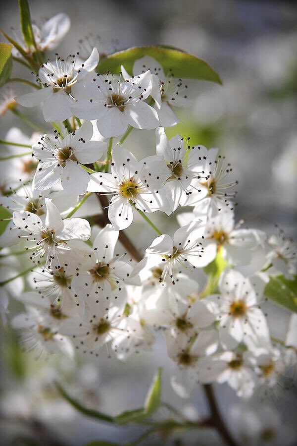 CarolLeeMiller's tweet photo. “Spring Blossoms" #photography #art #artist #creative #inspiration #design #style #decor #home #gifts #blooms #tree #spring #flowers #beauty #nature https://t.co/qW6x6NamEs https://t.co/edJuGu0MrY