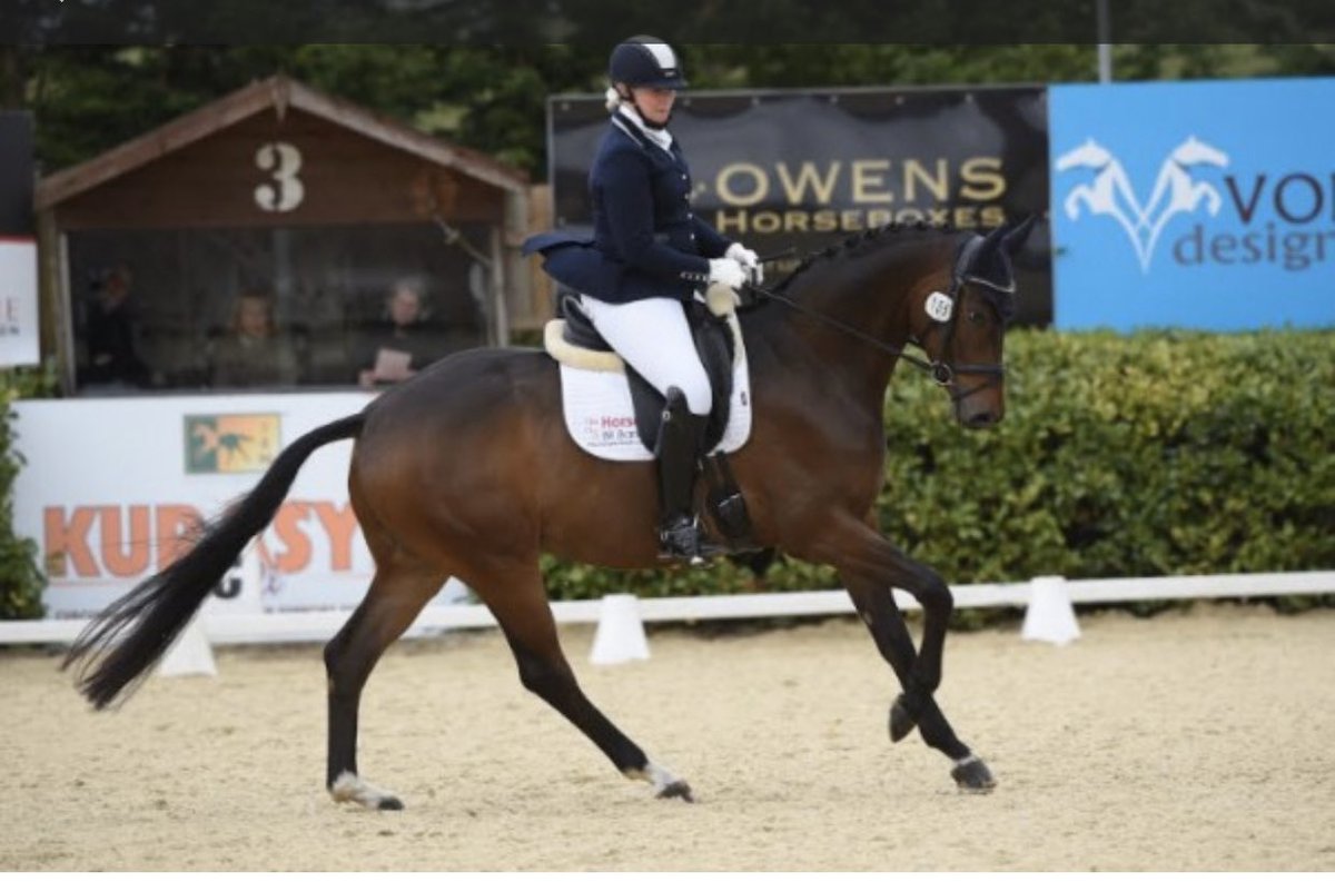 HORSE SCOUT GROUP tweet media