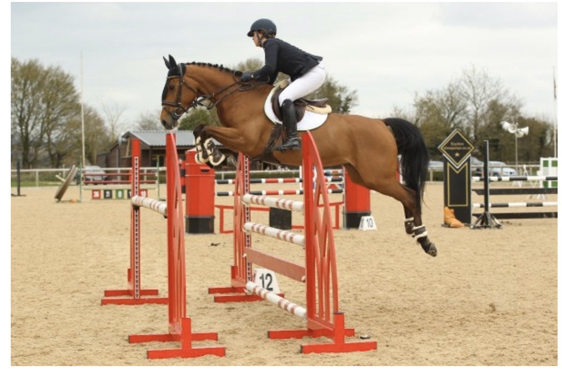 Thousands of exquisite #Horsesforsale with Horse Scout this month horsescout.com/horses-for-sal… #EasterWeekend #horsescout #Horses