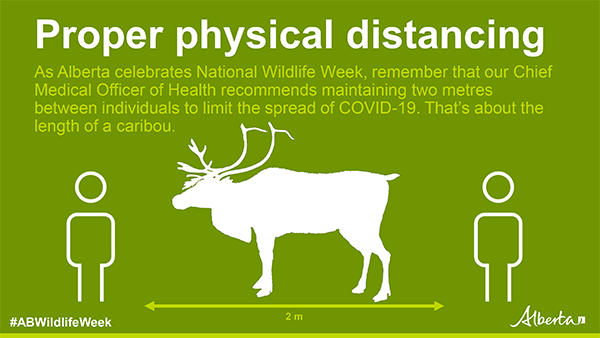 AB_Enviro's tweet photo. It’s #NationalWildlifeWeek! Remember to practice physical distancing when spending time outdoors.

#DYK that 2 metres is about the same length as a caribou? 

#ABWildlifeWeek https://t.co/dVieNmUBMw