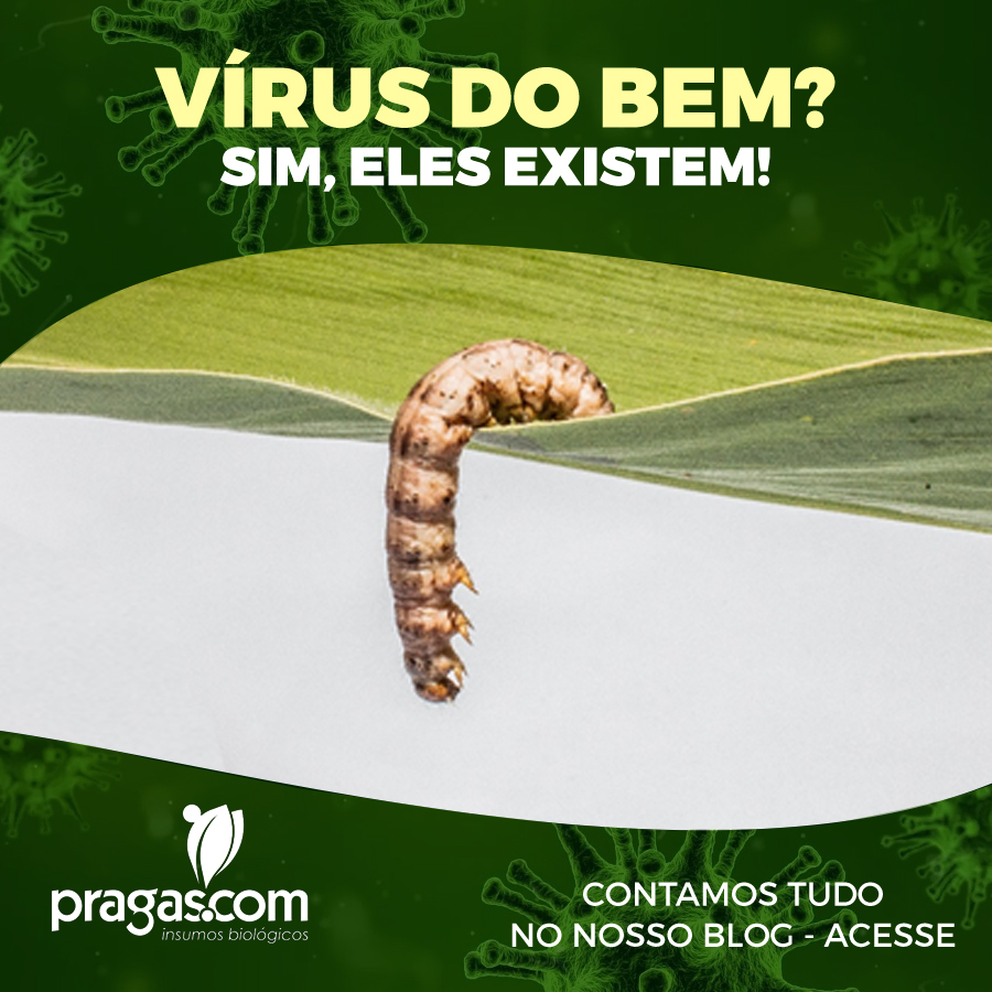 Será que existem apenas vírus que fazem mal ou existem vírus que fazem bem?
✅O assunto está em alta! Vamos explicar tudo no post do blog de hoje😉
➡Acesse: pragas.com.vc/virus-do-bem-e……/

#agro #agricultura #pragasagricolas #controlebiologico #oagronaopara #bacolovirus
