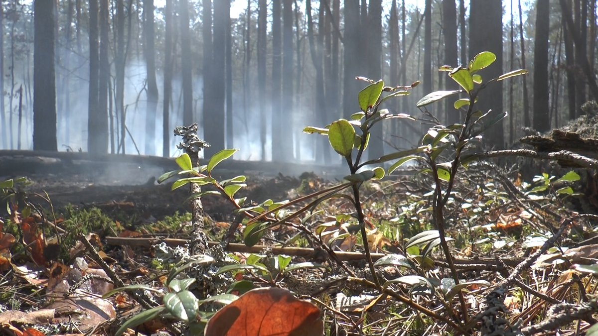 El Servicio Estatal de Emergencia de Ucrania (DSNS)  @dsns_ua explica en su web que en la Zona de Exclusión y la evacuación incondicional, los incendios se están extinguiendo en los bosques de Denysovets, Kotovsky y Korogodsky.  https://www.dsns.gov.ua/ua/Nadzvichayni-podiyi/106889.html