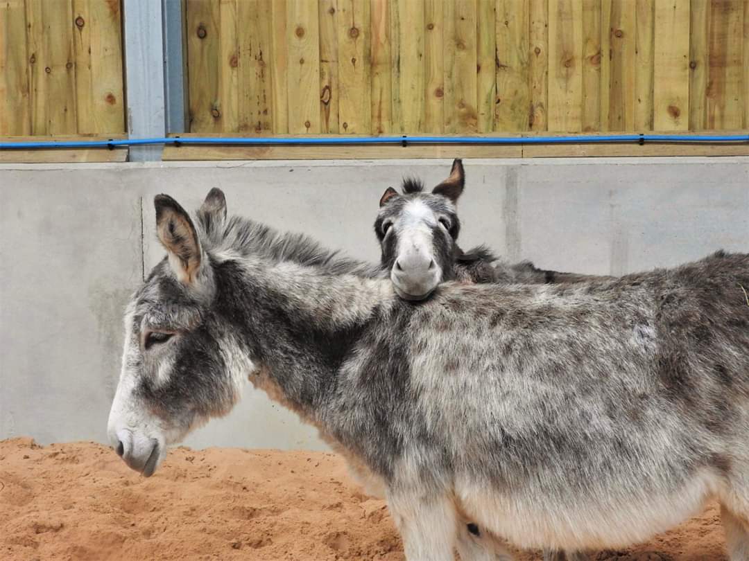 Sometimes a photo can sum up a donkey's personality without words. Here is one... the absolutely divine Jewel and her comical daughter Jemima... 🥰💞🥰💞 Jemima's expression leaning on her Mum! Now that just has to make you laugh 😂😂😂 Take care &amp; stay safe all ❤. #donkeys