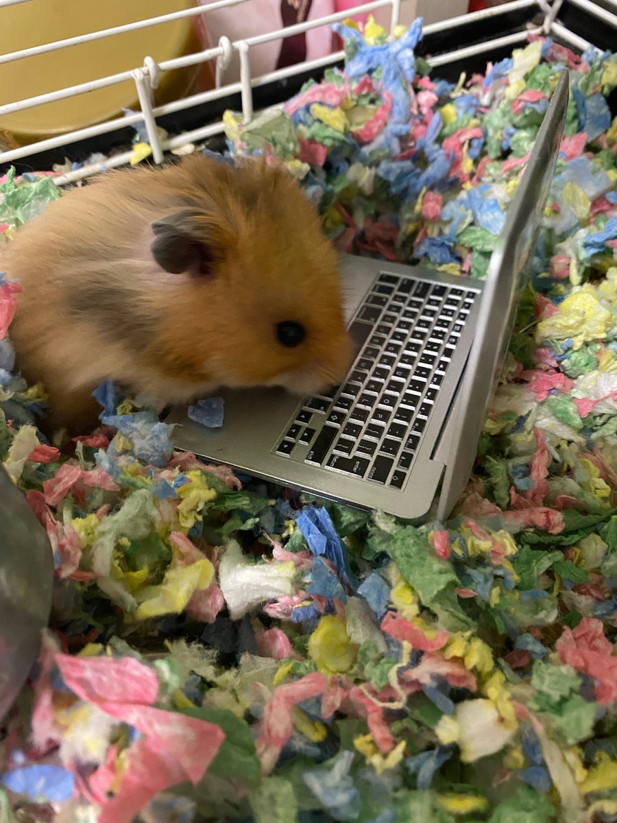 Right out of the gate,  @mundanetragedy texted me a pic of her hamster Willoughby working remotely. 
