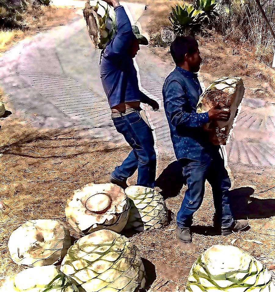 MezcalDN's tweet photo. Y así inicia la #magia con la que hacemos #latir #elcorazóndelmezcal con el fruto de la #madretierra #bebidaartesanal #mezcal #DamaNegra #guerrerense #elixir https://t.co/QoHwvZaVfr