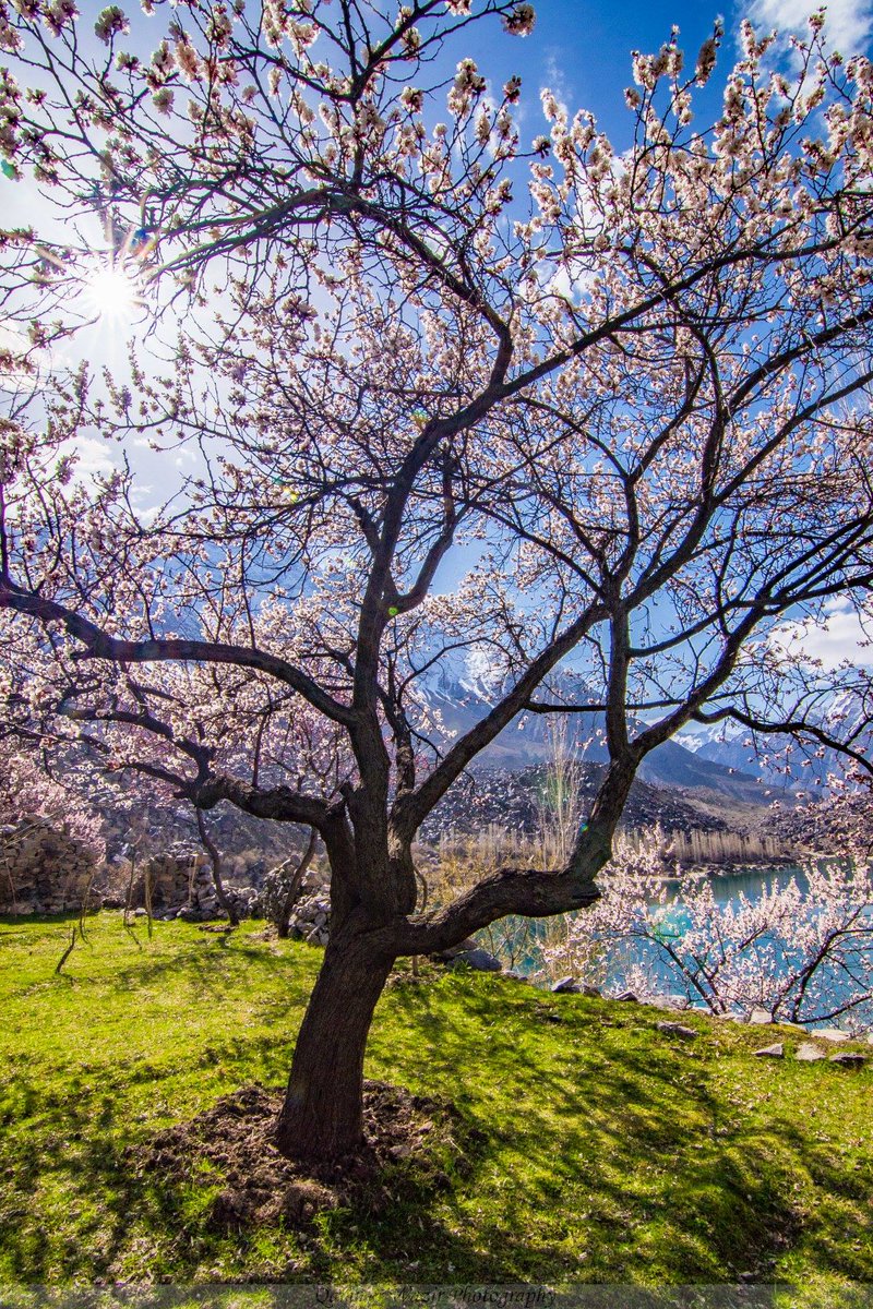 Indusland_'s tweet photo. Khaplu, Ghanche 🇵🇰 https://t.co/Klyis77V3p