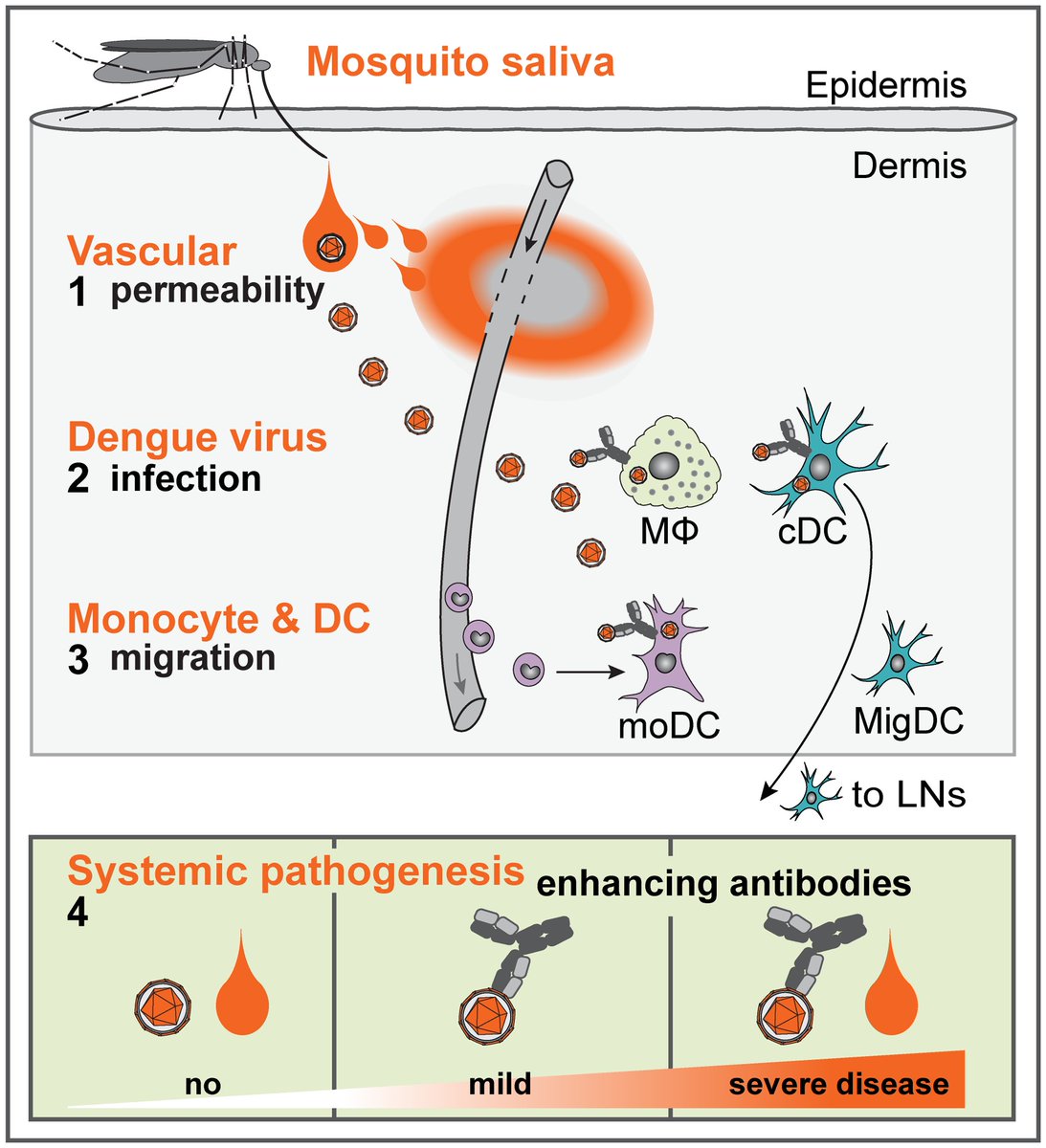 The antibody response is both a blessing and a curse. With first infection, the virus is effectively neutralized and confers strong protection from that particular serotype.However a weak antibody response, called a sub-neutralizing response, occurs toward other serotypes.