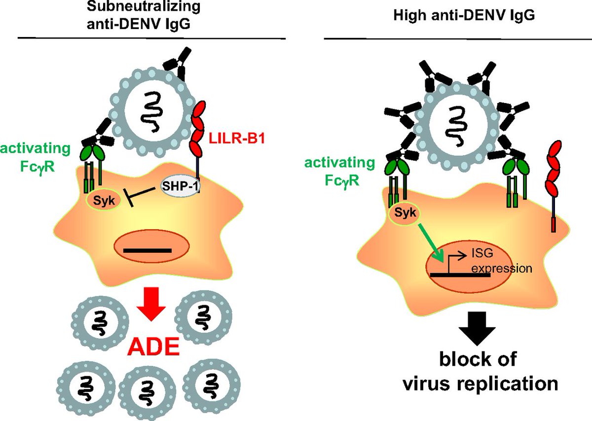 When a patient is infected with another serotype, it doesn’t get rid of the virus - it does the exact opposite: Sub-neutralizing antibodies facilitate its uptake into macrophages / dendritic cells!This paradoxically hastens viral replication and viremia!