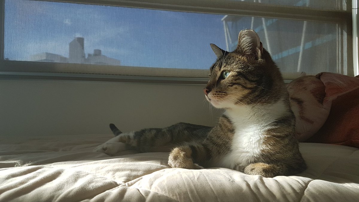 PanamaPaws's tweet photo. #tropicat https://t.co/IIYihnhoRL
