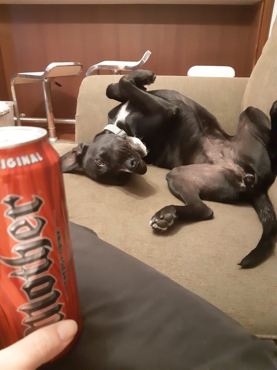 orange_scissors's tweet photo. 3.40am update: Bixie is going loopy. #ShowUsYaDogs @KatBarrell #AussieTimezones #AllNightWynonnaEarpMarathon #WynonnaEarp #HangInGeekOut https://t.co/21McDJJbsB