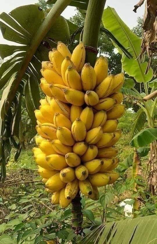 LeslieNum's tweet image. AVISALA 😇 GOD TO BE GLORY 👑