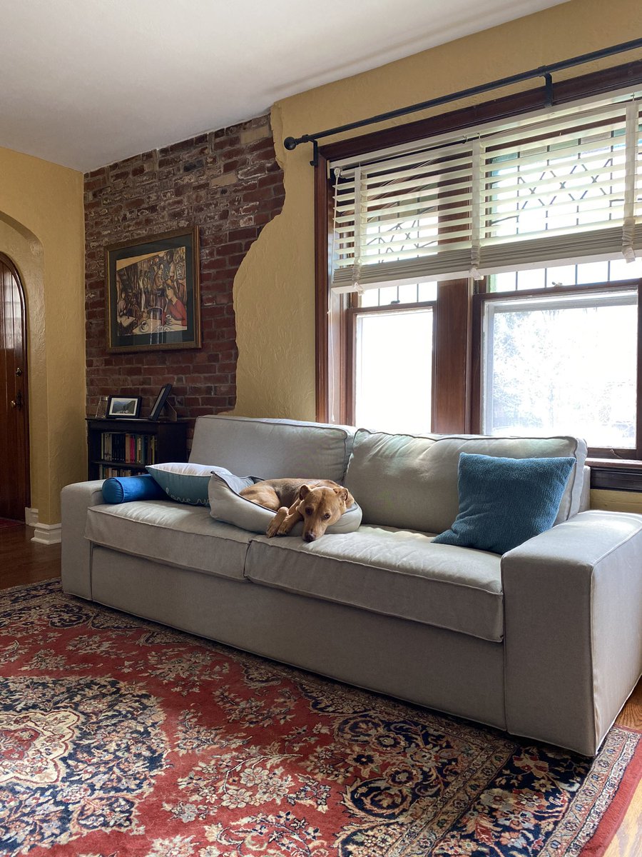 djkaiser_phd's tweet image. My #WebsterAtHome office mate, Tippi, hard at work playing lookout and taking breaks to nap.