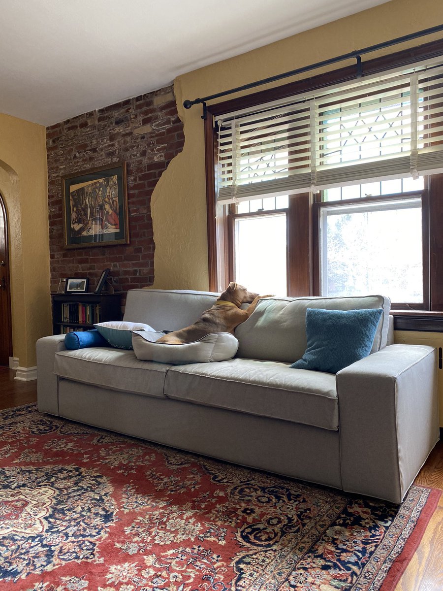 djkaiser_phd's tweet image. My #WebsterAtHome office mate, Tippi, hard at work playing lookout and taking breaks to nap.