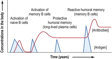 Memory B-cells often persist for decades. However, immunity wanes (one reason elderly at risk for infection).So why aren’t we seeing severe COVID-19 so much in children? One answer may be because children haven’t yet developed high levels of sub-neutralizing antibodies.