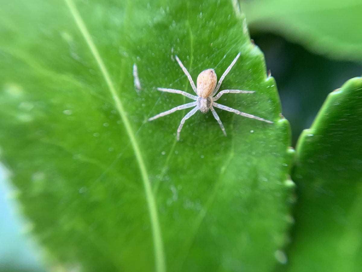 Day seventeen.Green Aphids Running Crab Spider  #GardenWildlife  #LockdownWildlife  #WildlifePhotography