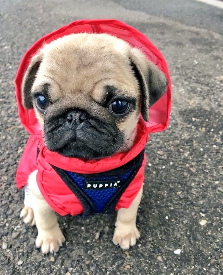 CatorceMR's tweet photo. Rt- Carlino 
Fav- Teckel 

No me falleis ❤🐶 https://t.co/AqrCvdINfq
