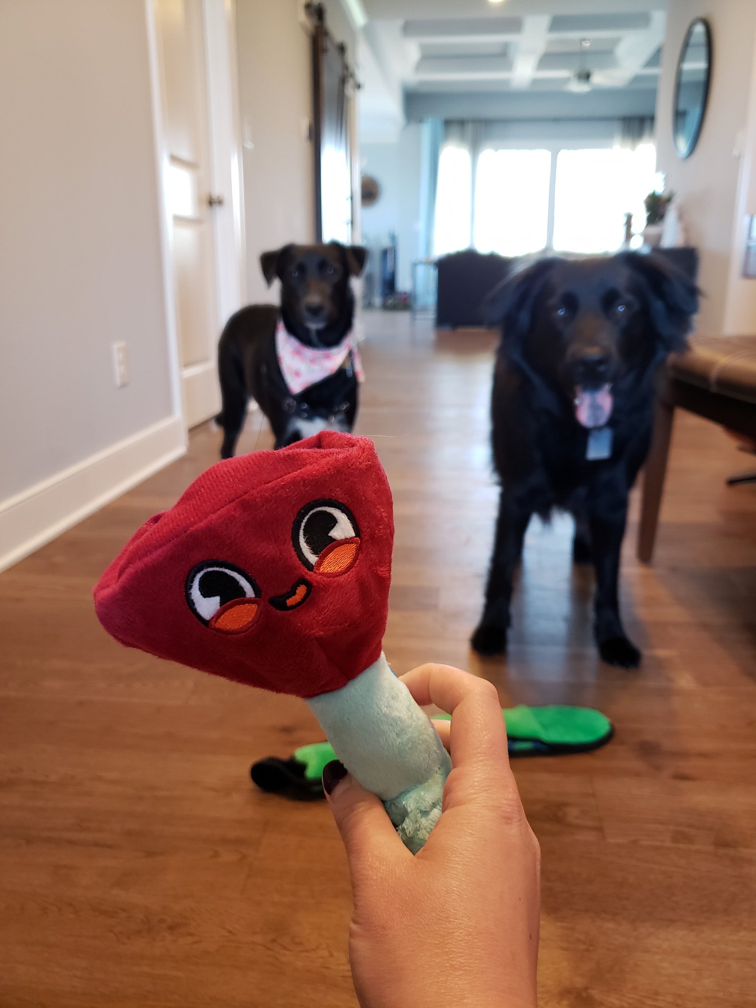 barkbox martini toy