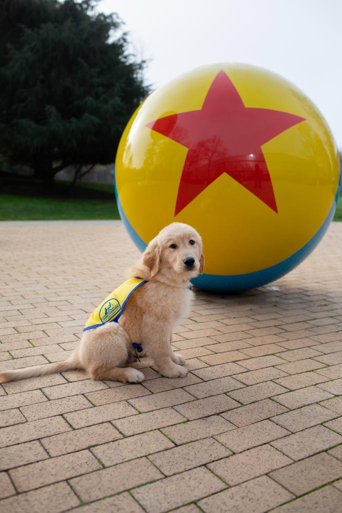 Pixar's tweet image. Say “Hi there!” to this very good boy! #TBT to when we welcomed little Dug and the crew from Canine Companions to our campus last year. ✨