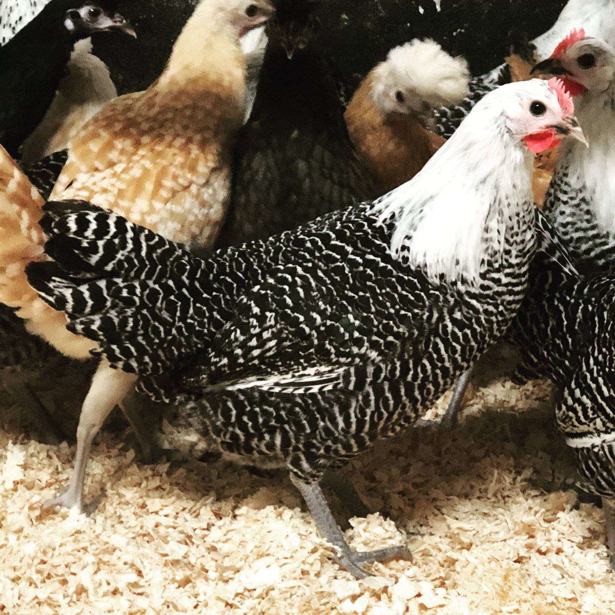 Some fancy birds available! Get in touch for more info #robbiesroosters