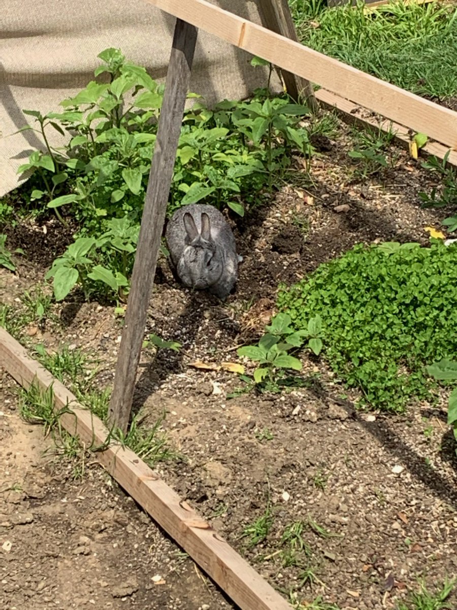 "Here's my primary quarantine companion, Mr Bun, who is thriving with me being home to let him run freely about the backyard everyday." --  @carasynthias