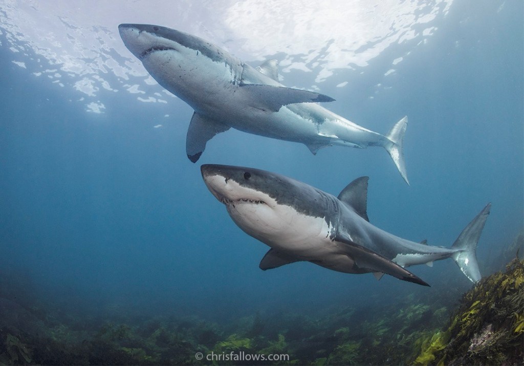 wmckeever's tweet photo. Connections Among Great Whites-No social distancing here. https://t.co/gIsljv95uW https://t.co/kx0XruOoSW
