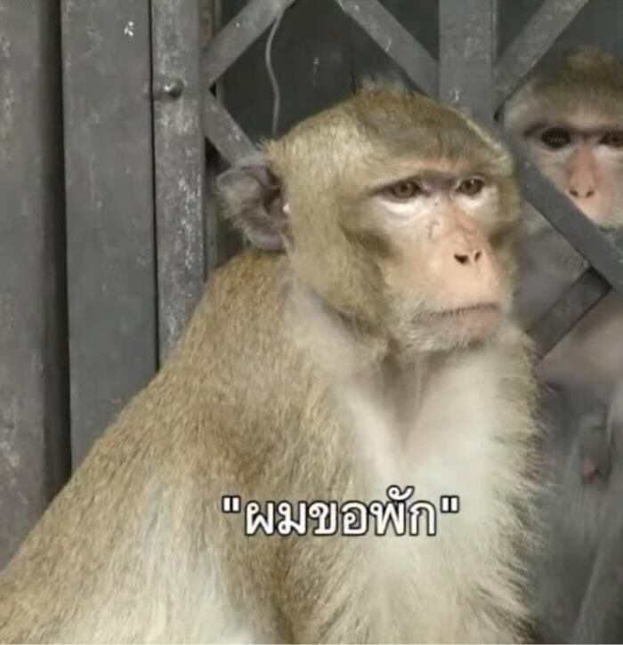 จบเจ๊า tweet media